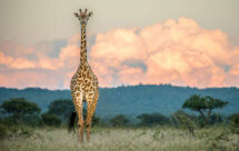 National Geographic. Мир дикой природы - Африканская саванна (World Of The Wild - Great African Savannah)