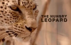 National Geographic. Африканские охотники — 1 серия