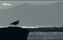 National Geographic. Дикая Шотландия: Гебридские острова - 5 серия