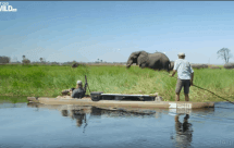 National Geographic. Вдоль по Окаванго (Into the Okavango)