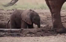 National Geographic. Спасение слонёнка (Baby elephant rescue)