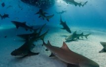 National Geographic. Полчища акул (Shark Swarm)