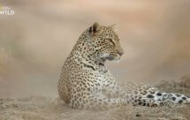 National Geographic. Африканские охотники (Africa's Hunters)