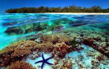 National Geographic. Жизнь на Большом Барьерном рифе (Life on the Reef)