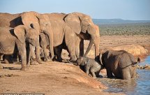 National Geographic Спасение слонёнка (Baby Elephant Rescue)