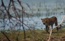 National Geographic. Дикая Шри-Ланка: царство леопардов (Wild Sri Lanka: Realm of the Leopard)