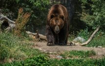 National Geographic. Дикие охотники. Медведи (Wild Hunters. Bears)