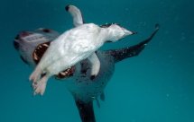 National Geographic. Морские котики: битва за выживание (Fur Seals. Battle for Suvival)