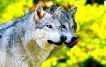 National Geographic. Дикие охотники. Волки и шакалы (Wild Hunters. Wolves & Jackals)