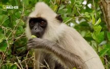 National Geographic. Дикая Шри Ланка (Wild Sri Lanka)