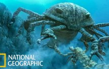 National Geographic Глубоко в океане (Hunt for the Giant Squid)