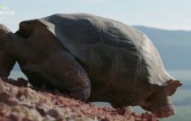 National Geographic: Чудеса океана (Wonders of The Ocean)