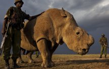 National Geographic. Последние животные (The Last Animals)