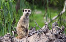 National Geographic Клан сурикатов (Clan of the meerkat)