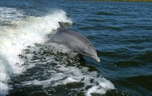 National Geographic Династия дельфинов (Dolphin Dynasty)