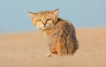 National Geographic Дикие маленькие кошки (Wild little cats)