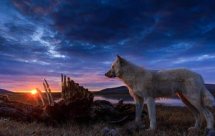 National Geographic Королевство белого волка (Kingdom of the White Wolf)