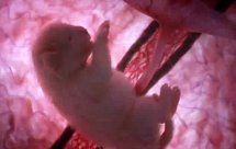 National Geographic Жизнь до рождения: Собаки (In The Womb Dogs)