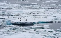 National Geographic Дикая Антарктида (Wild Antarctica)