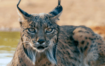 National Geographic Дикая Иберия. Загадка иберийской рыси (Wild Iberia. Mystery of the Lynx)