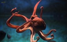 National Geographic В поисках гигантского осьминога (Search for the Giant Octopus)