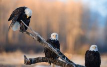 National Geographic Белоголовый орлан (American Eagle)